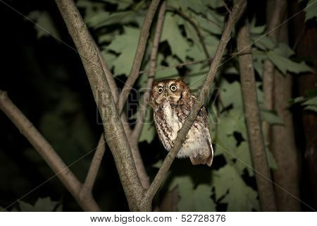 Eastern Screech Owl