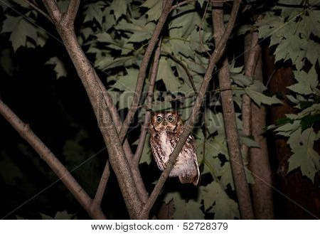 Eastern Screech Owl