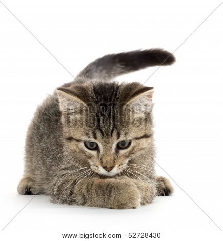 Cute Tabby Kitten
