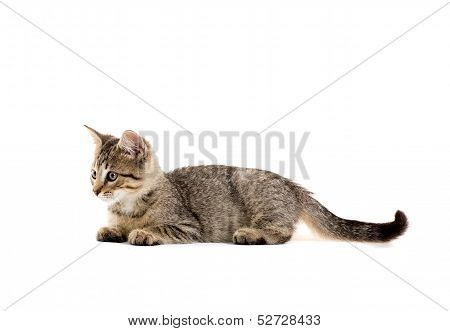 Cute Tabby Kitten