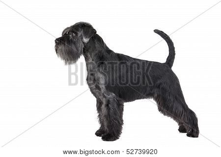 Schnauzer Standing
