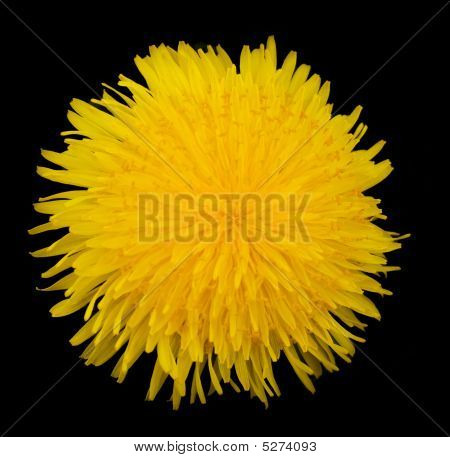 Isolerede mælkebøtte blomst