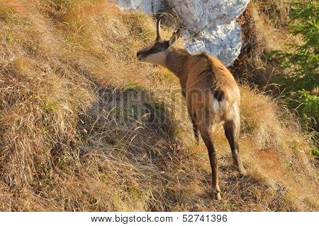 Chamois (rupicapra rupicapra)