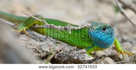 Male of green lizard (Lacerta viridis)
