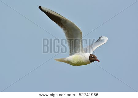 A Black headed Gull on flying.(Larus ridibundus)