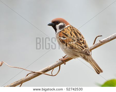 Sparrow sitting on a twig