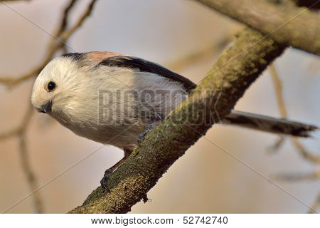 Long Tailed tit in natural habitat (aegithalos caudatus)