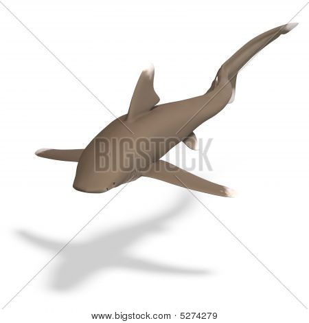 Okyanus Whitetip köpekbalığı