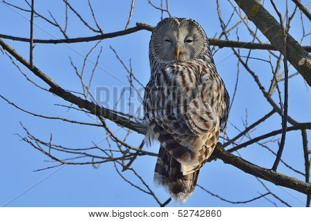 Ural owl in natural habitat (strix uralensis)