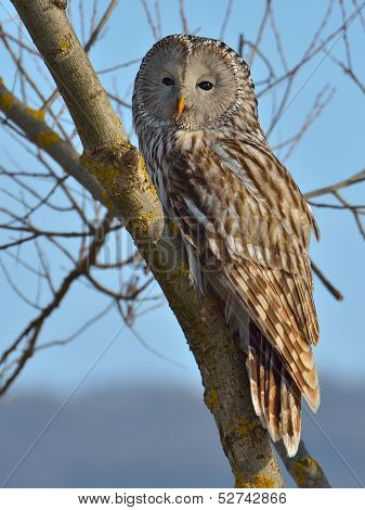 Ural owl in natural habitat (strix uralensis)