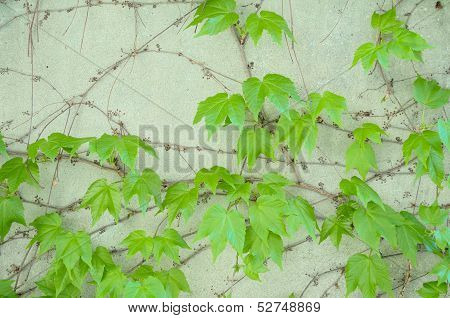 Decorative Grapes