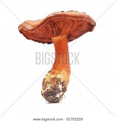 Cortinarius Orellanus