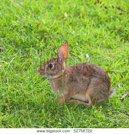 Rabbit