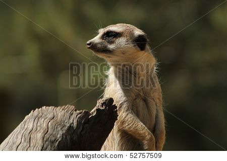 Meerkat Staring