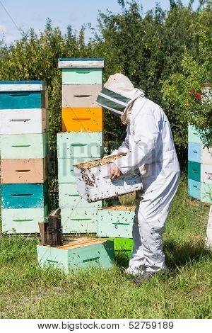 Side view of beekeeper in protective workwear carrying honeycomb frames in crate at apiary
