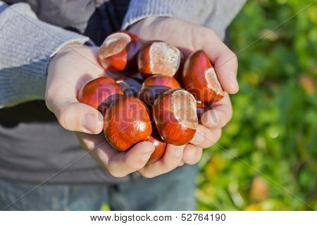 Chestnuts In The Hands Of