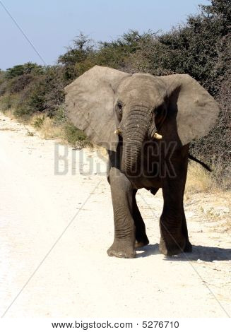 Attaccando elefante