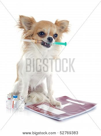 Chihuahua And Syringe