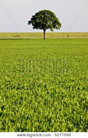 Platteland weide en boom