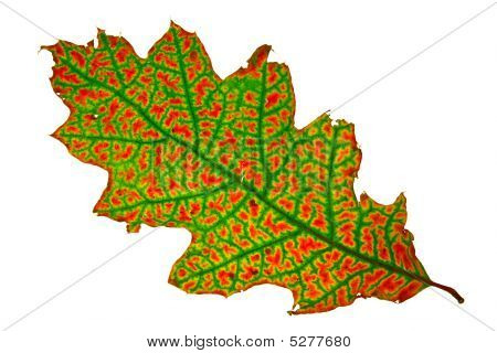 Herfstblad geïsoleerd