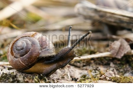 Sneglen i naturen