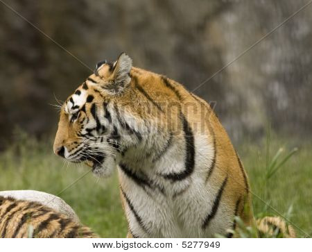 Cabeça de tigre