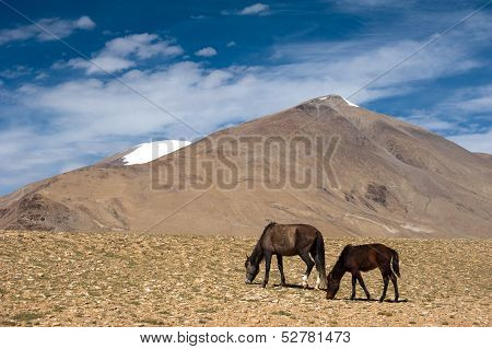 Wild horses at Himalaya mountains . India, Ladakh