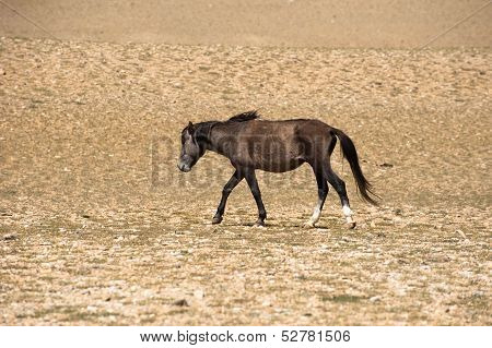 Wild horses at Himalaya mountains . India, Ladakh