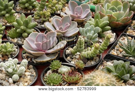 Colorful cacti succulents