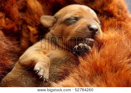The Miniature Pinscher Puppy