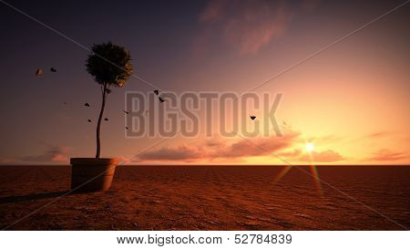 Desert Sunset.