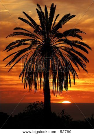 Palm contre un coucher de soleil...