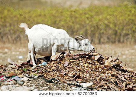 A pregnant white goat stretching her neck to eat dried leaves off a pile of rubbish.