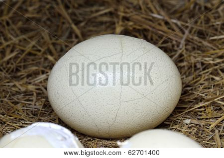 Ostrich Egg About To Hatch With Lines On Its Skin As A Nice Pattern, Egg Skin Texture