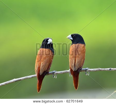 Pair Of Black-headed Munia Bird Perching Together On The Branch With Clear Green Background