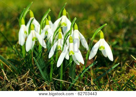 Spring snowdrops