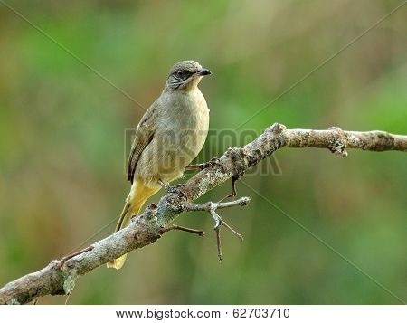 Streak-eared Bubul Bird (pycnonotus Blanfordo) Perching On The Branch With Nice Blackground