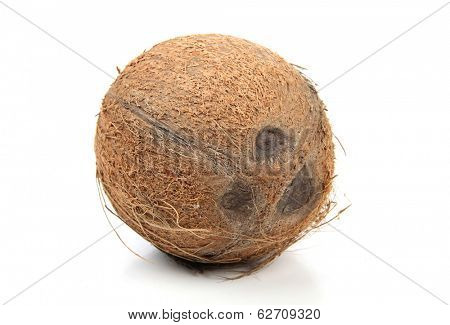 Ripe big cocoanut on white background