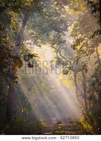 Morning In The Forest