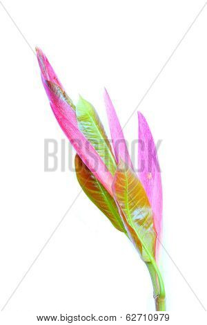 Leaves
