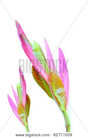 Leaves