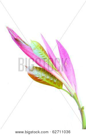 Leaves