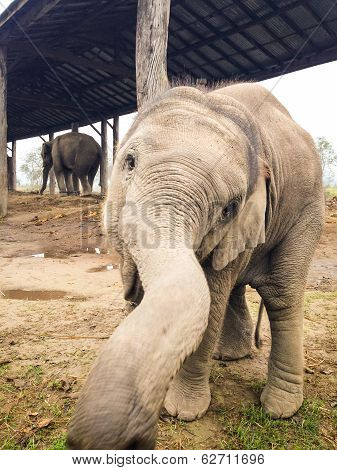 Curious Baby Elephant