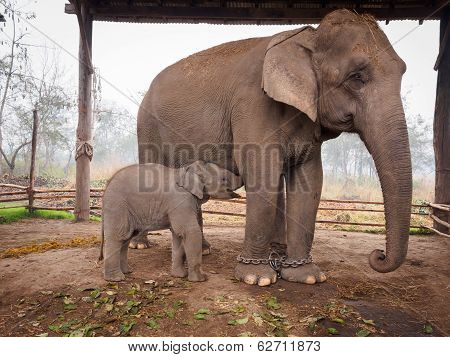 Baby elephant feeding
