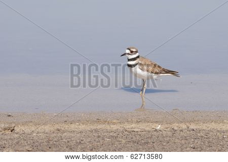 Killdeer
