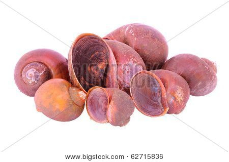 River Snail