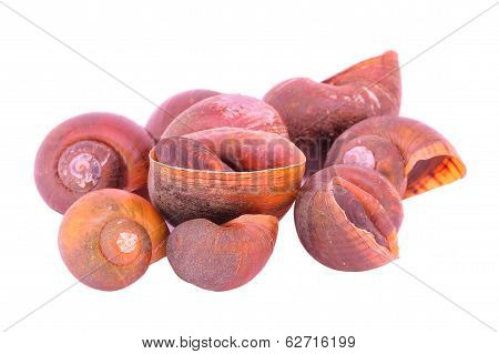 River Snail