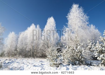 Vinter skov