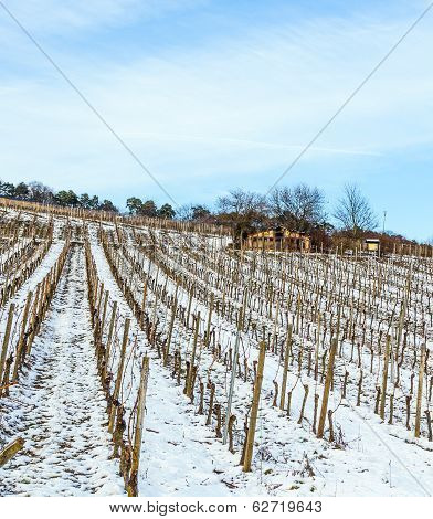 Beautiful Vineyard In Winter