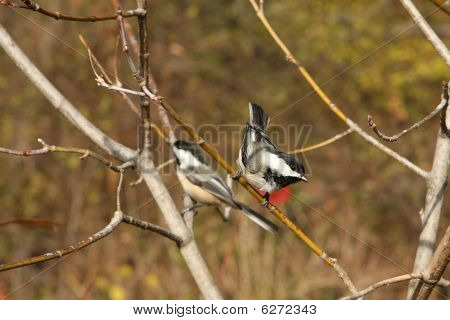Blackcapped Chickadee sul ramo